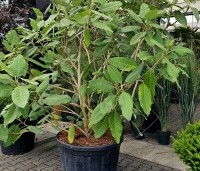 Magnolia sargentiana - Groot blad en grote bloem. Magnolia Sargentiana - 1