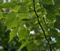 Tilia mongolica 'Buda' - Mongoolse Lindeboom - blad in juli