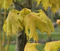 Acer plat. 'Princeton Gold' - Acer plat. 'Princeton Gold' - april 2024