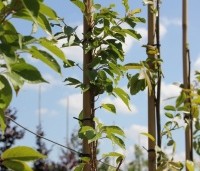 Prunus serrulata  'Pink Perfection' - Japanse sierkers 'Pink Perfection' - zomerblad