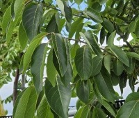 Diospyros virginiana - Virginische dadelpruim - 1