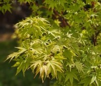 Acer palmatum 'Sangokaku' - Japanse Esdoorn 'Sangokaku' - 4