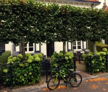 Amerikaanse Hortensia 'Annabelle'