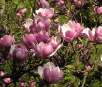 Magnolia 'Satisfaction' vol in bloei met roze bloemen