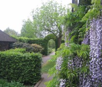 Wisteria sinensis