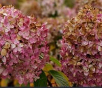 Hydrangea paniculata 'Bobo' - Dwerg Pluimhortensia 'Bobo' - najaar