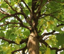 Morus alba macrophylla