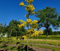 Quercus Rubra 'Boltes Gold'
