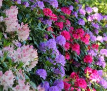 Rododendron cat 'Boursault' en andere soorten in één haag.