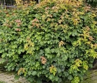 Acer campestre - Veldesdoorn - 1
