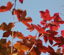 Liquidambar formosana 'Ellen'