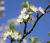 Prunus domestica bloesem