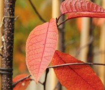 Prunus Padus Colorata