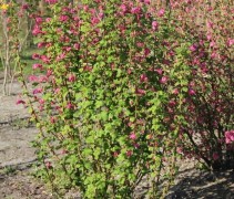 Ribes sanguineum 'King Edward VIII'