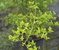 Poncirus trifoliata - Wilde citrus - 2
