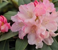 Rhododendron yakushimanum 'Dreamland' - Rododendron 'Dreamland' - 3