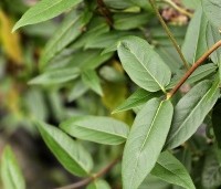 Lonicera henryi - Groenblijvende kamperfoelie - 1