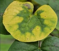 Cercis siliquastrum - Judasboom - 4