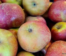 Malus domestica 'Rode Boskoop' goudreinet