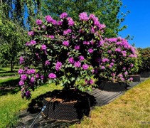 Rhododendron 'Catawbiense Grandiflorum' solitair in airpot