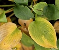 Hosta sieboldiana 'Elegans' - Hartlelie - 2