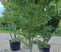 Acer palmatum 'Scolopendrifolium'