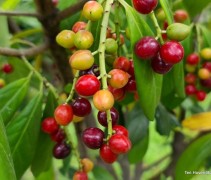 Prunus Caucasica