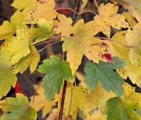 Acer rubrum 'Brandywine' - Acer rubrum 'Brandywine' - 3