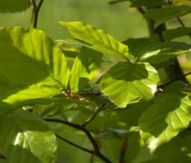 Blad groene beuk
