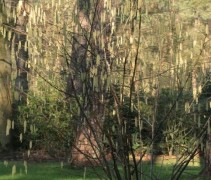 Corylus avellana