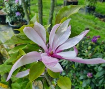Magnolia Susan