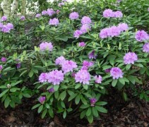 Rhododendron 'Catawbiense Grandiflorum'