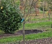 Prunus dom. 'Bleu de Belgique' - Prunus dom. 'Bleu de Belgique' - 4