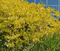 Cornus alba 'Aurea' - Witte Kornoelje 'Aurea' - 3