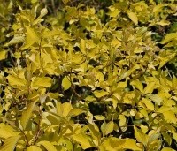 Cornus alba 'Aurea' - Witte Kornoelje 'Aurea' - 2