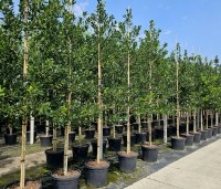 Ilex 'Nellie R. Stevens' - Amerikaanse hulst - 4