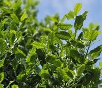 Ilex 'Nellie R. Stevens' - Amerikaanse hulst - 5