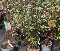 Cornus alba 'Kesselringii' - Kornoelje 'Kesselringii' - 1