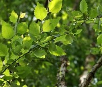 Betula nigra - Zwarte berk - 1