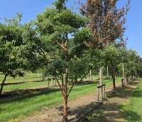 Acer griseum - Papieresdoorn - 2