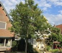 Pyrus calleryana 'Chanticleer' - Sierpeer - 1