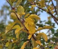 Malus dom. 'Red Elstar' - Malus dom. 'Red Elstar' - herfstblad