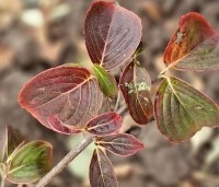Cornus kousa 'China Girl' - Japanse grootbloemige kornoelje - 1