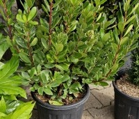 Arbutus unedo - Aardbeiboom - 1