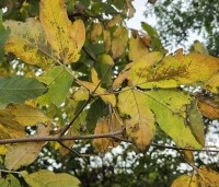 Acer triflorum - Driebloemige esdoorn - 5
