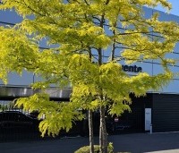 Gleditsia triacanthos 'Sunburst' - Valse christusdoorn - 1