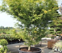 Japanse Esdoorn 'Katsura' in container