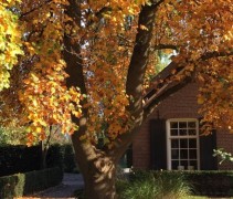 Liriodendron tulipifera