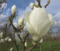 Magnolia Lennei Alba bloem wit in beginfase