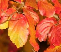 Parrotia persica 'Vanessa' herfsblad